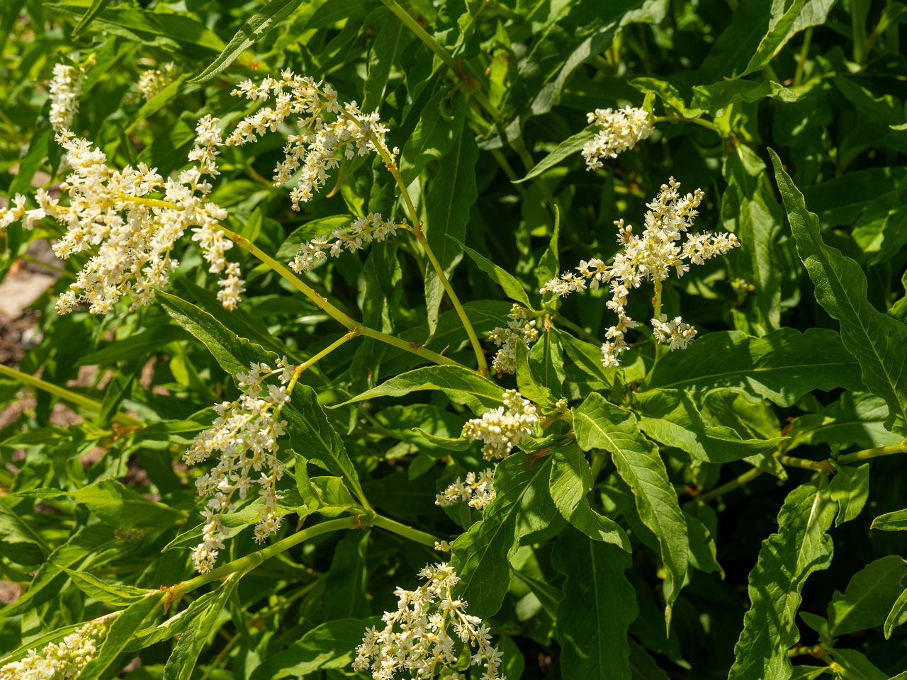 Koenigia alpina _2025-06-01_1-1