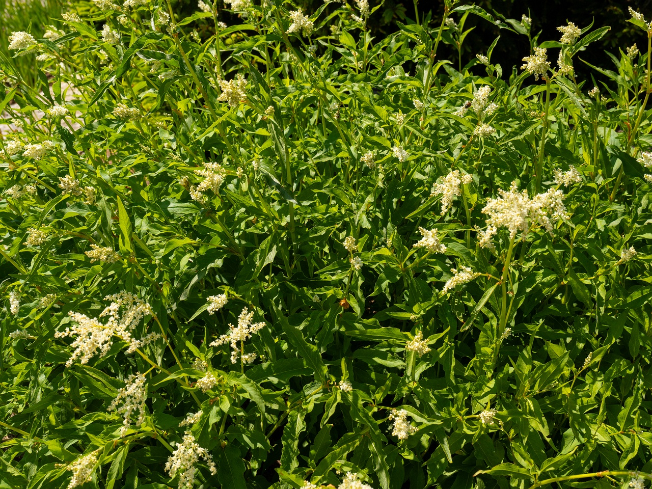 Koenigia alpina _2025-06-01_1-2