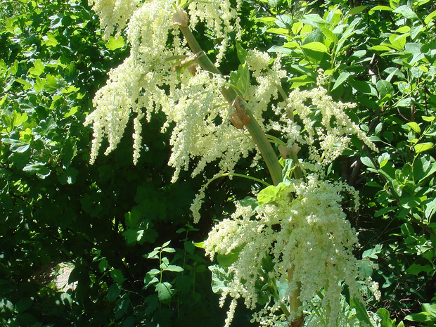 Ревень волнистый - Rheum rhabarbarum