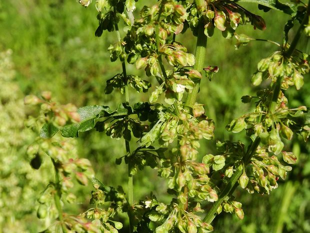 Щавель длиннолистный - Rumex longifolius