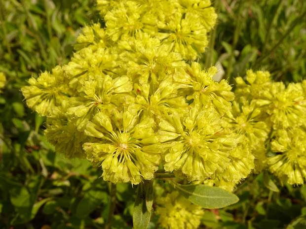 Эриогонум зонтичный - Eriogonum umbellatum