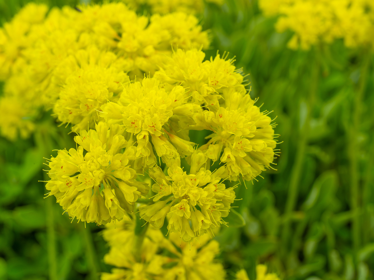 tallinn_botanical_garden_outside_alpine_plain-16