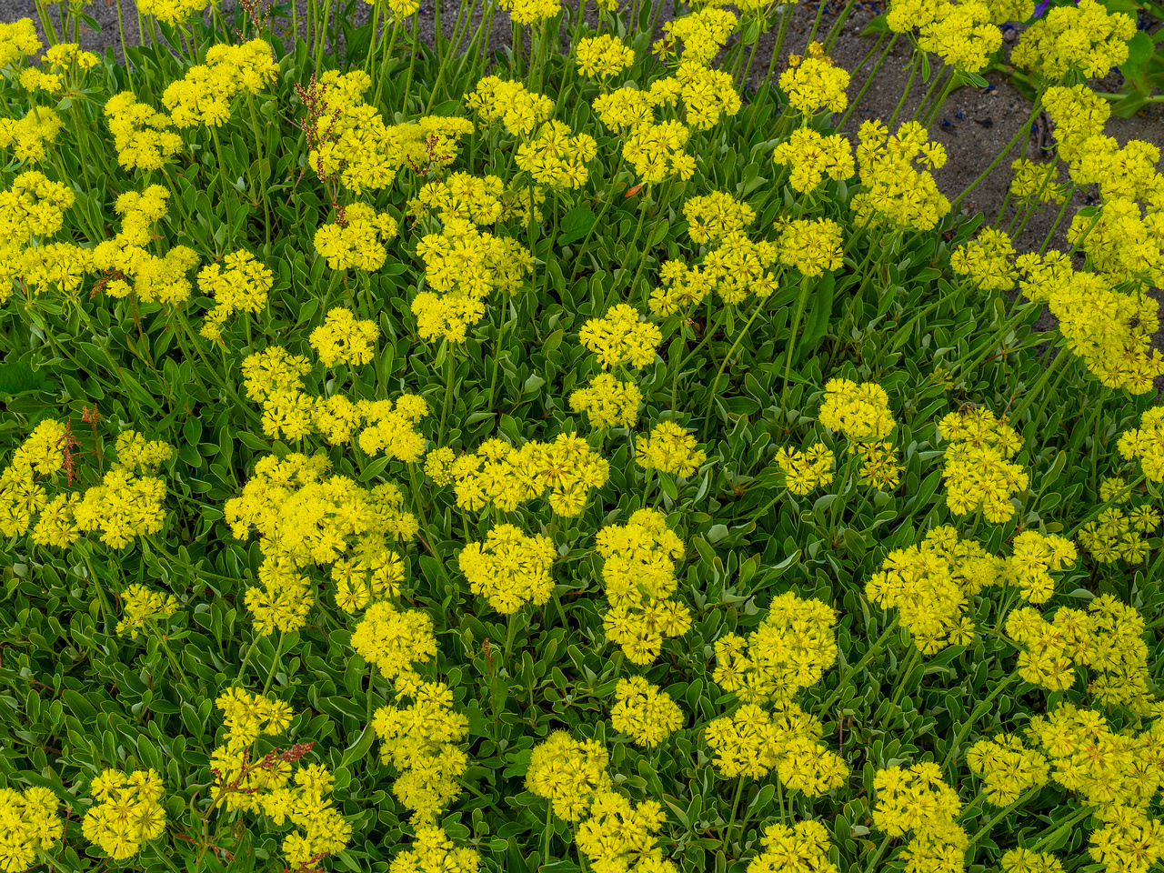 tallinn_botanical_garden_outside_alpine_plain-18