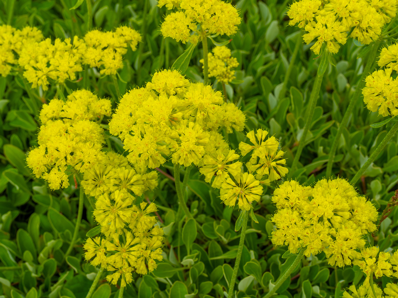 tallinn_botanical_garden_outside_alpine_plain-19