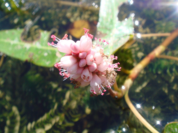 Горец земноводный - Persicaria amphibia