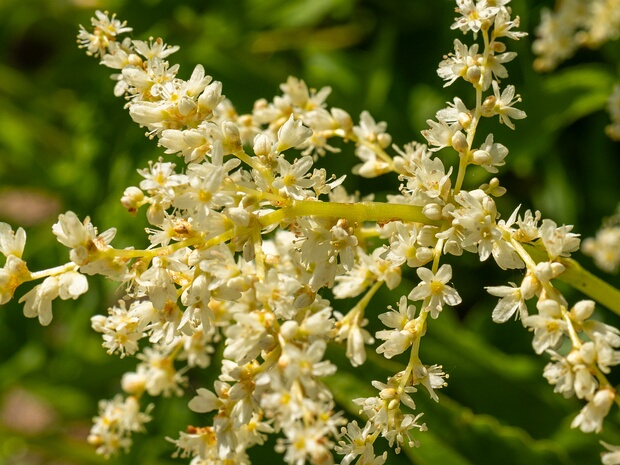 Кёнигия альпийская - Koenigia alpina