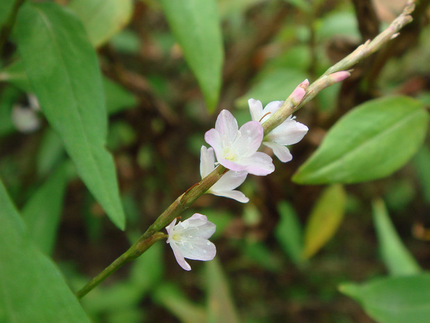 Кориандер вьетнамский - Persicaria odorata