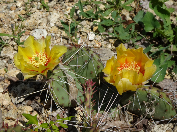 Опунция тёмноколючковая - Opuntia phaeacantha