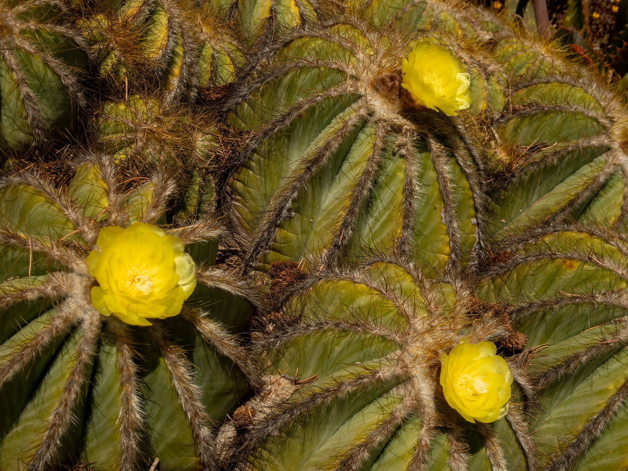 !Parodia magnifica _2025-05-15_1-3