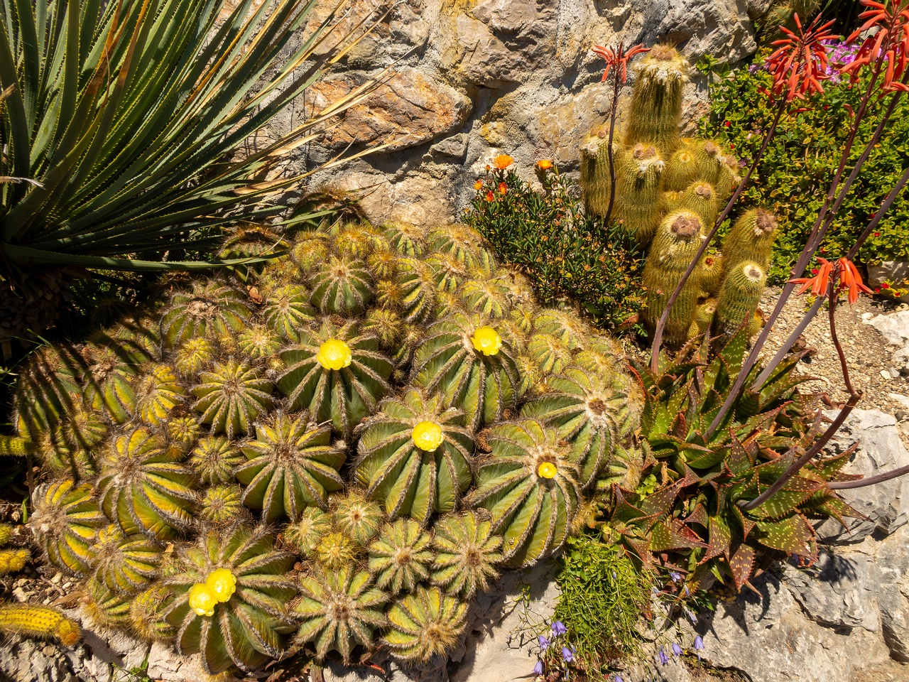 Parodia magnifica _2025-05-15_1-1