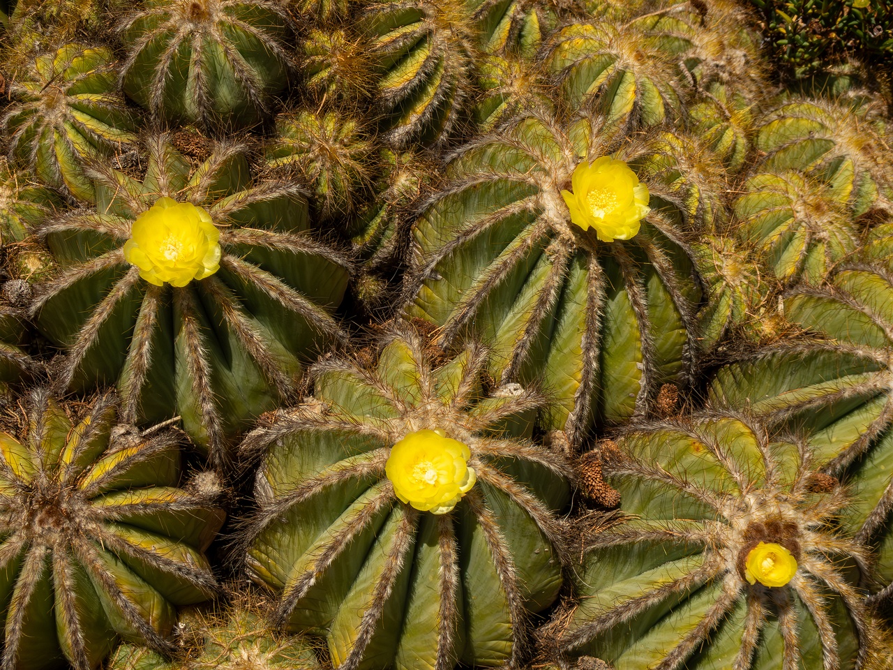 Parodia magnifica _2025-05-15_1-2