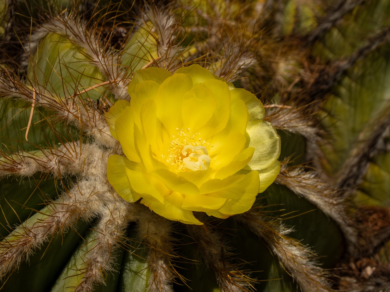 Parodia magnifica _2025-05-15_1-4