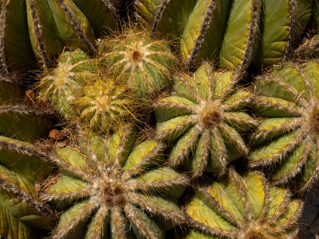 Parodia magnifica _2025-05-15_1-5