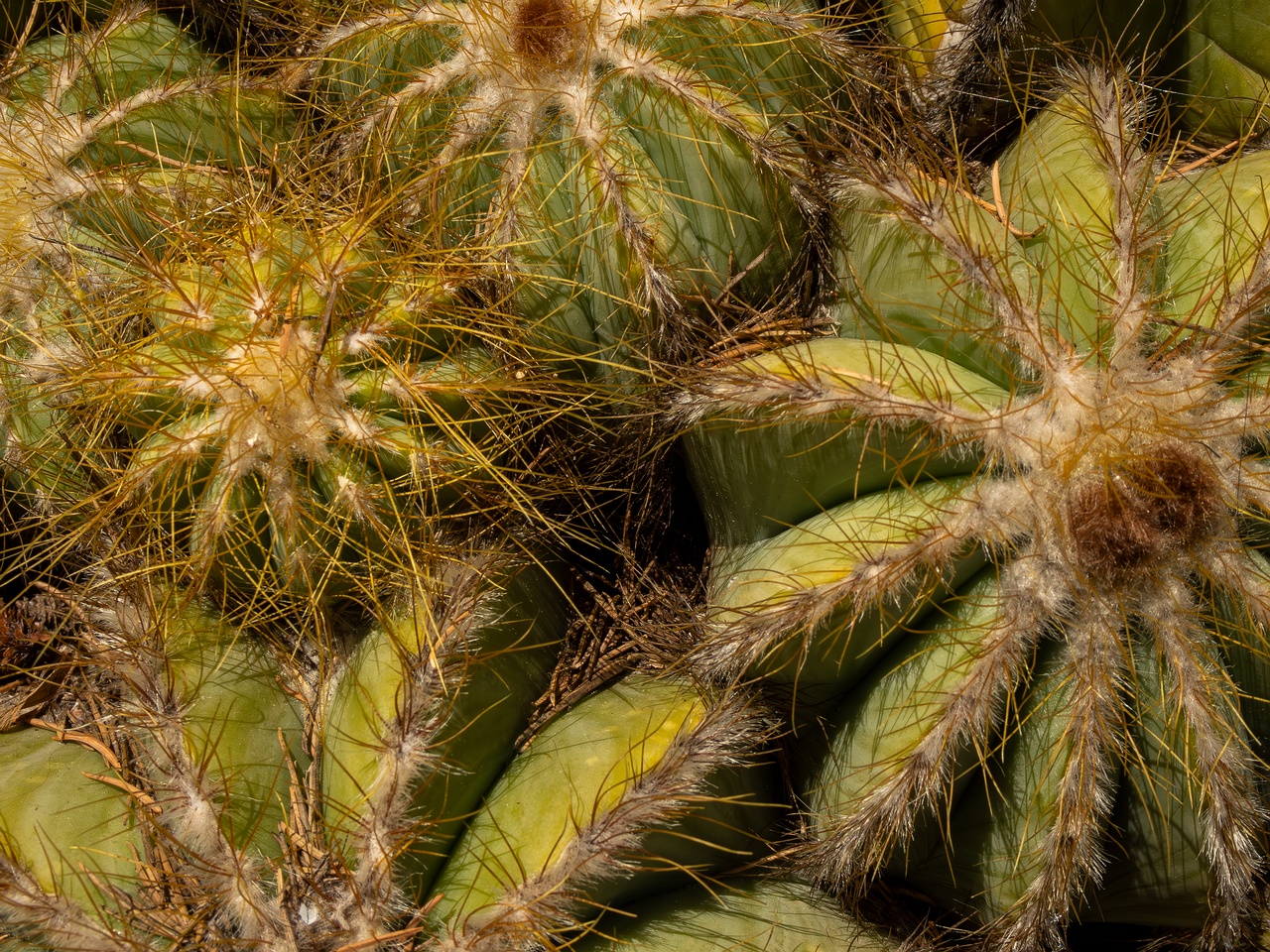 Parodia magnifica _2025-05-15_1-6