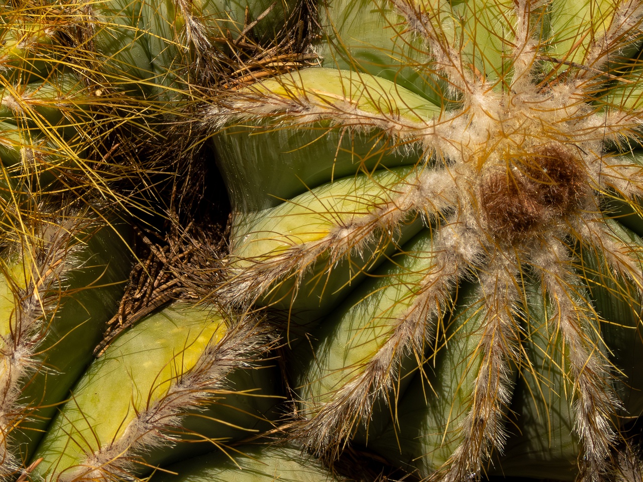 Parodia magnifica _2025-05-15_1-7