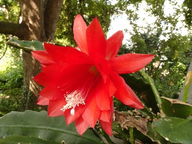 Дизокактус Аккермана - Disocactus ackermannii