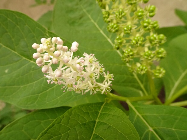 Лаконос костянковый - Phytolacca acinosa