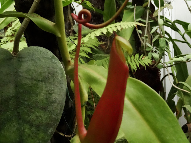 Непентес x ярко-красный - Nepenthes x coccinea