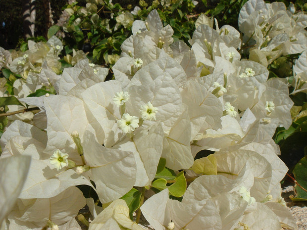 Бугенвиллея оголенная белая форма - Bougainvillea glabra f. alba