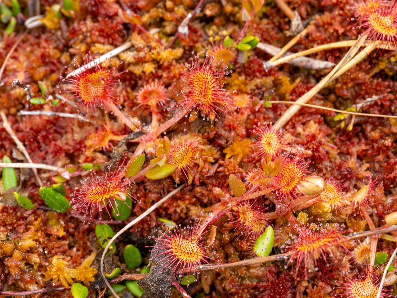 !Drosera rotundifolia _2025-06-07_1-5