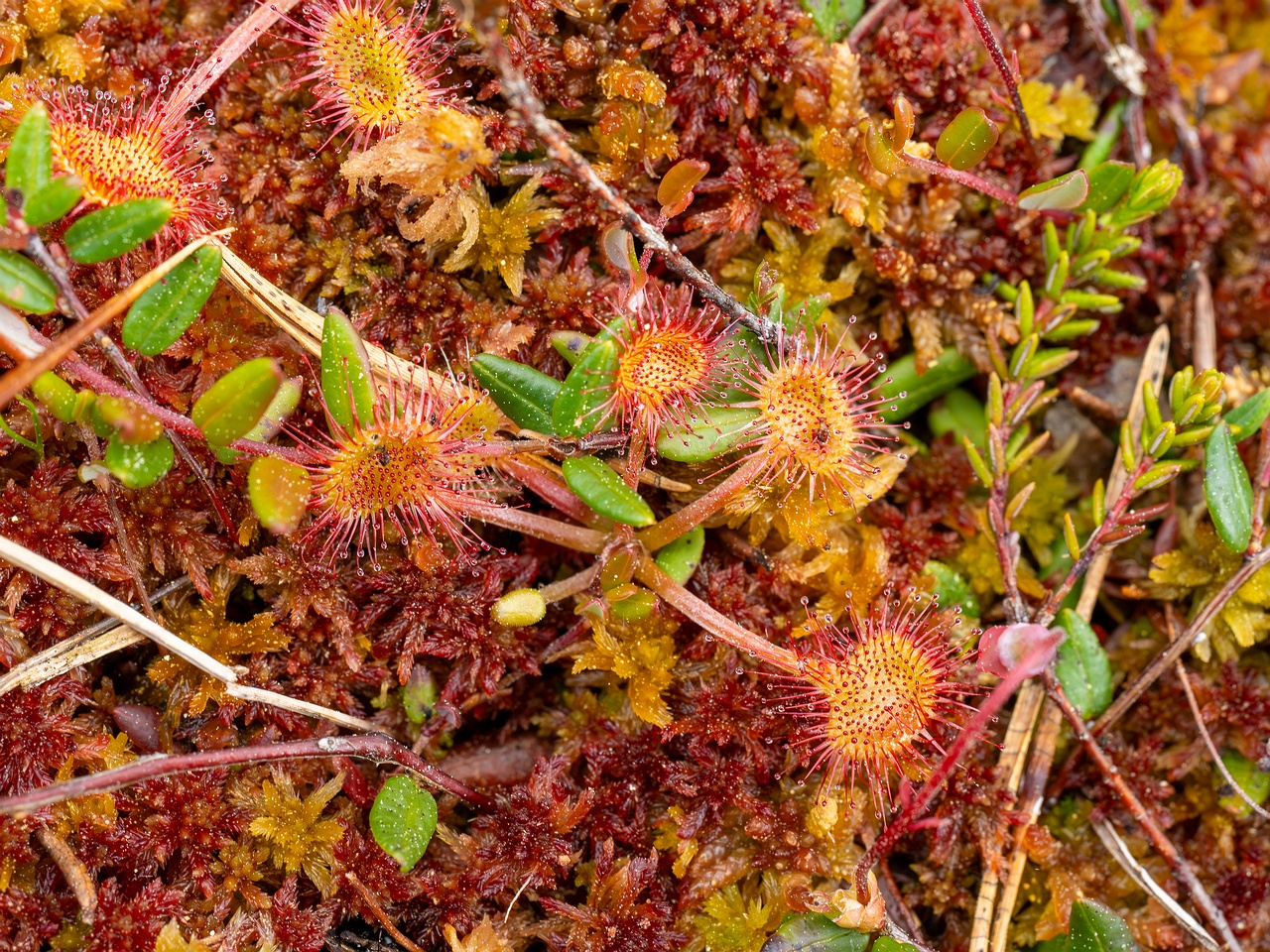 Drosera rotundifolia _2025-06-07_1-1