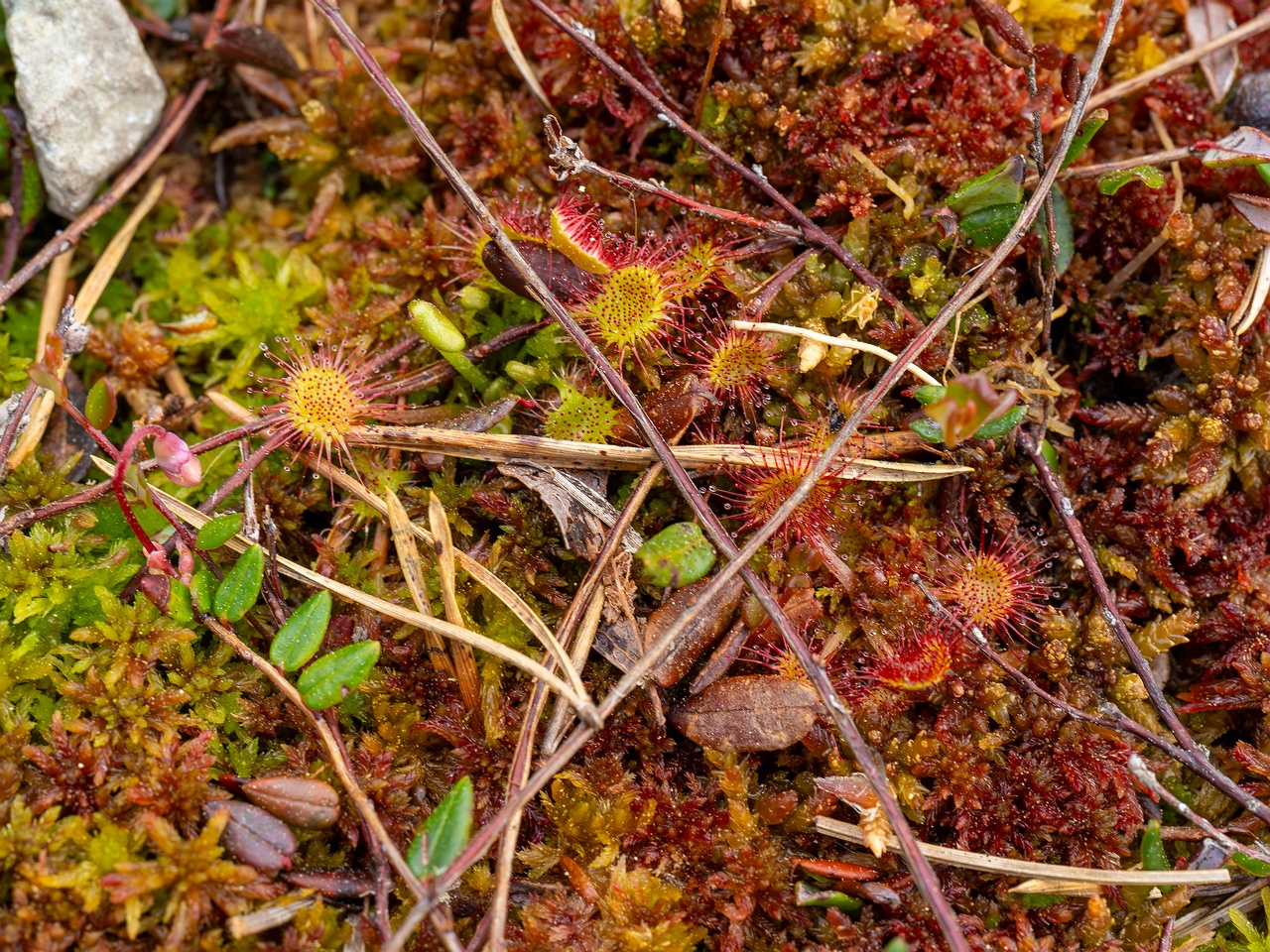 Drosera rotundifolia _2025-06-07_1-2