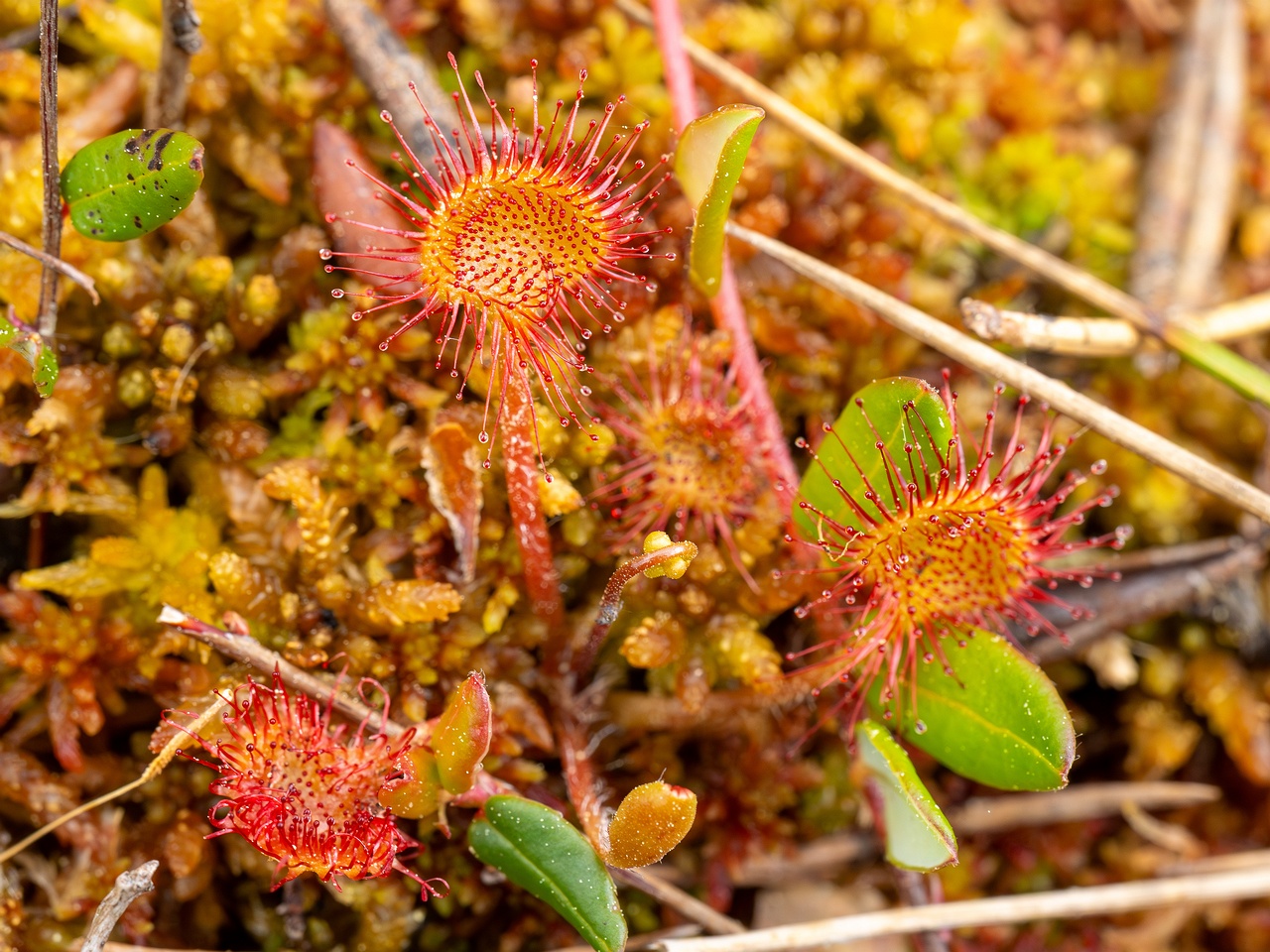 Drosera rotundifolia _2025-06-07_1-3