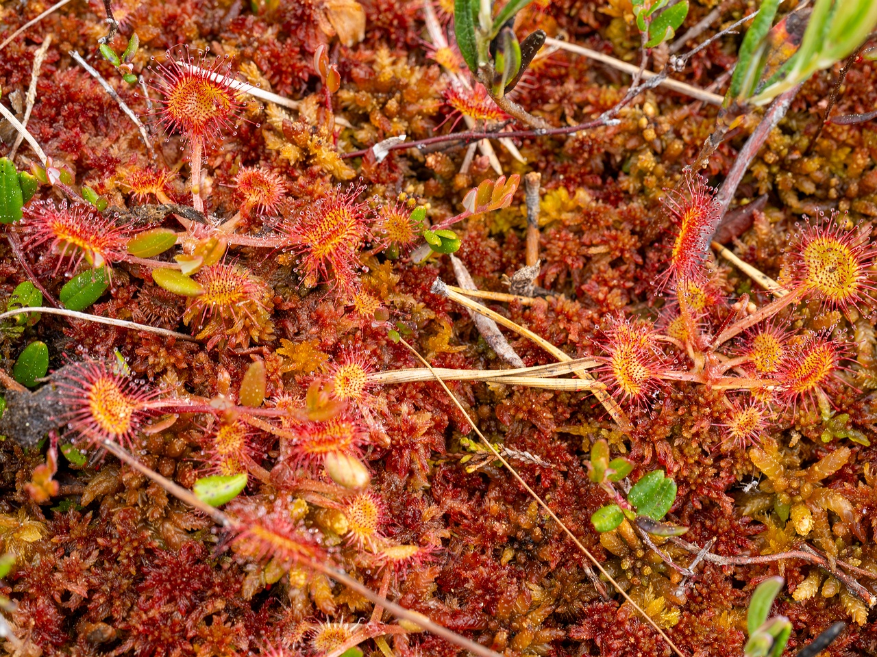 Drosera rotundifolia _2025-06-07_1-4