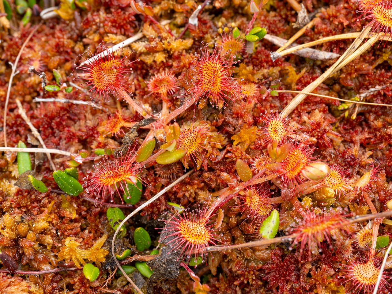 Drosera rotundifolia _2025-06-07_1-6