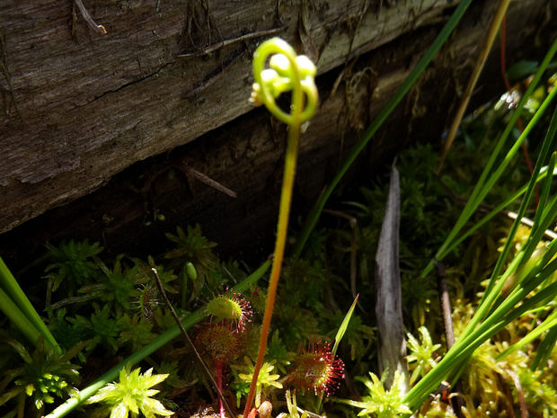 Росянка x обратнояйцевидная - Drosera x obovata