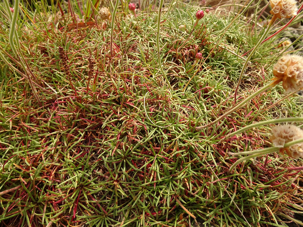 Armeria maritima 23-Jul-19 _ 12_29_54