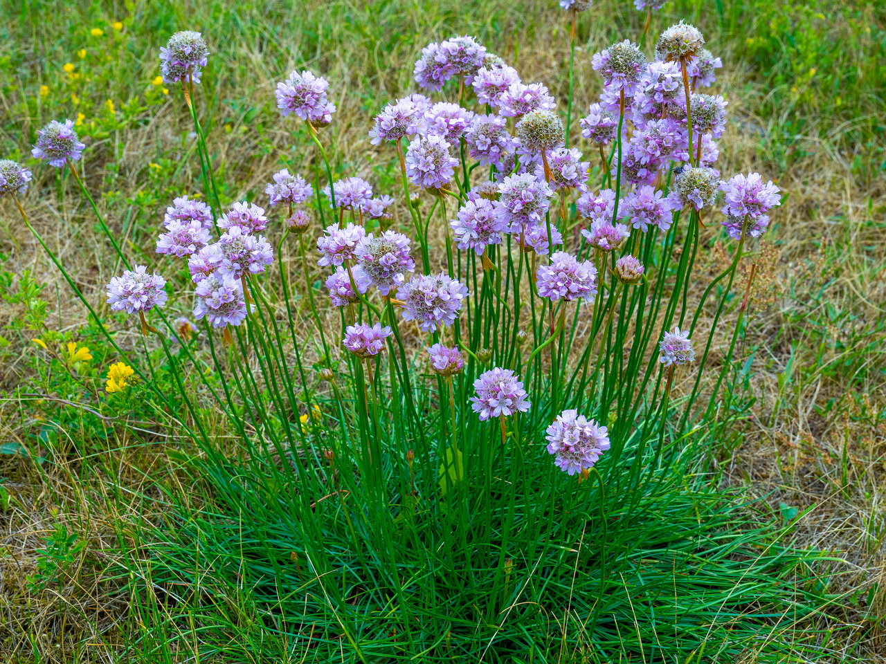 kadriorg_park_grassfield_near_reidi_road-1