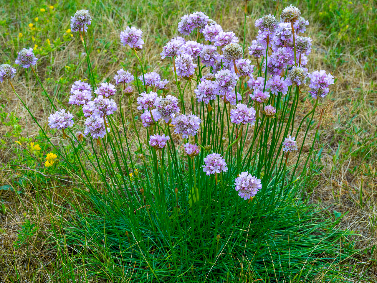 kadriorg_park_grassfield_near_reidi_road-2