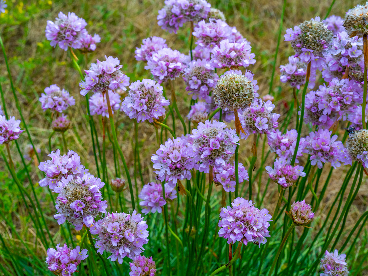 kadriorg_park_grassfield_near_reidi_road-3