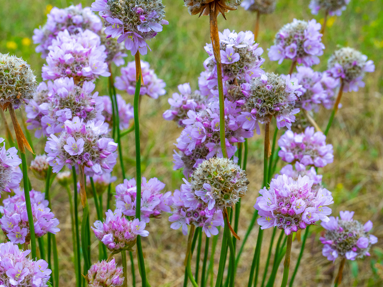 kadriorg_park_grassfield_near_reidi_road-4