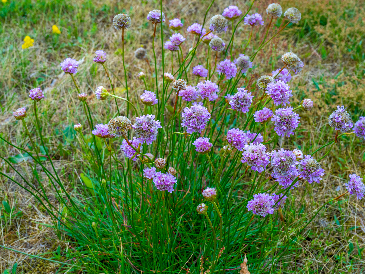 kadriorg_park_grassfield_near_reidi_road-5