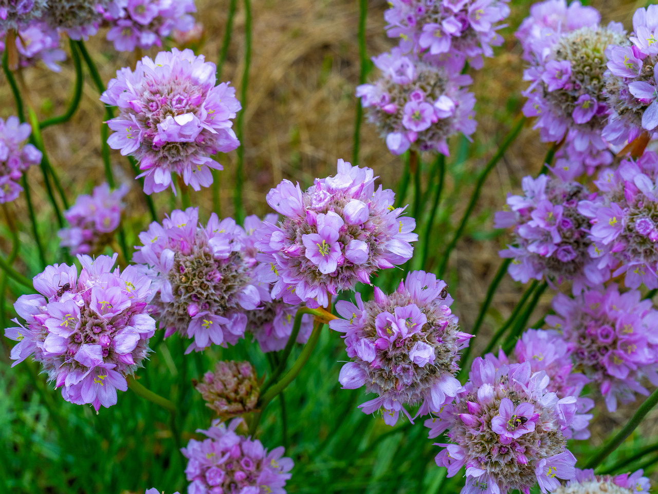 kadriorg_park_grassfield_near_reidi_road-6