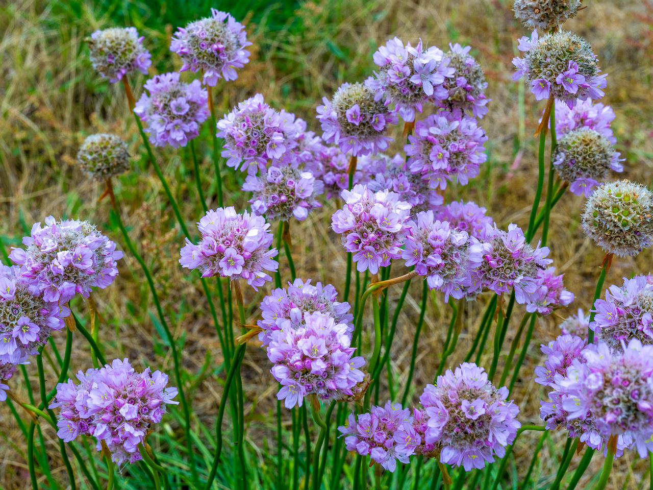 kadriorg_park_grassfield_near_reidi_road-8