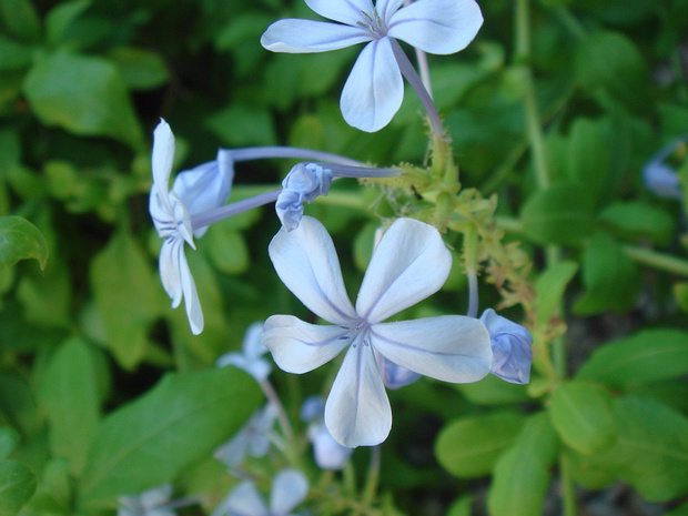 Свинчатка капская - Plumbago auriculata