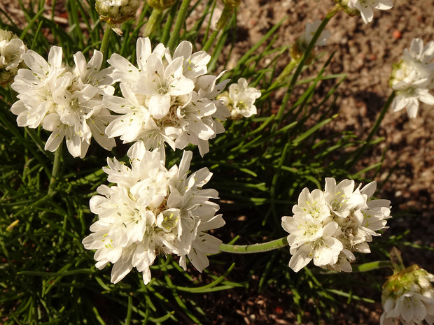 Армерия приморская белая форма - Armeria maritima f. alba