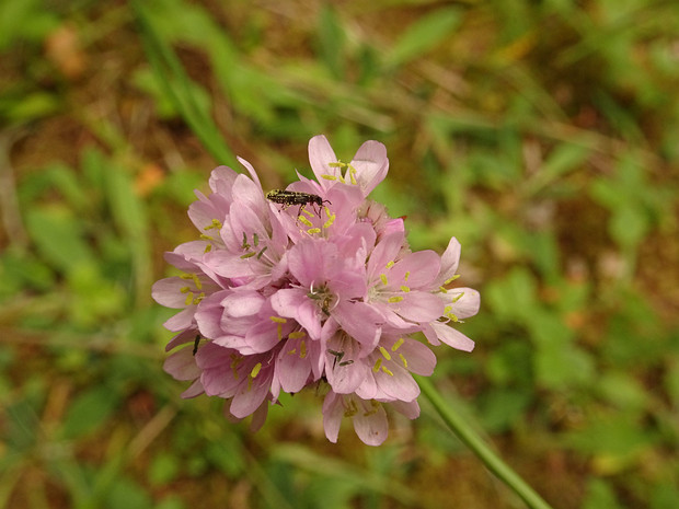 Армерия приморская подвид удлинённая - Armeria maritima subsp. elongata