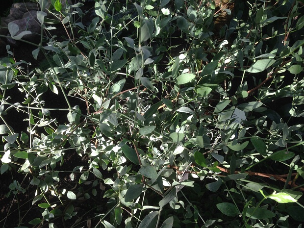 Симонсия китайская, Жожоба - Simmondsia chinensis