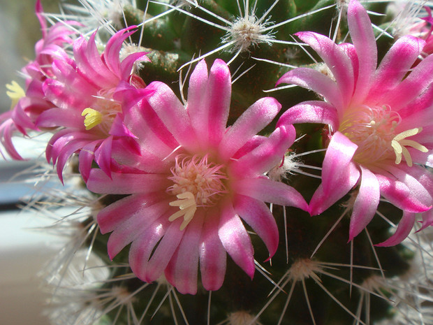 Кактусовые - Cactaceae A cactus is a member of the plant family Cactaceae, a family comprising about 127 genera with some 1750 known species of...