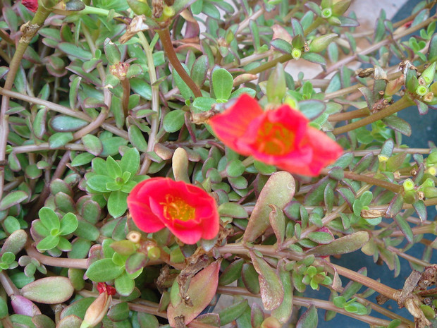 Портулаковые - Portulacaceae The Portulacaceae are a family of flowering plants, comprising 115 species in a single genus Portulaca. Formerly some 20...