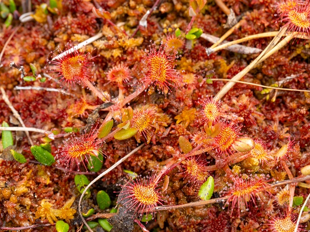Росянковые - Droseraceae Droseraceae is a family of flowering plants. The family is also known as the sundew family. It is a small family of...