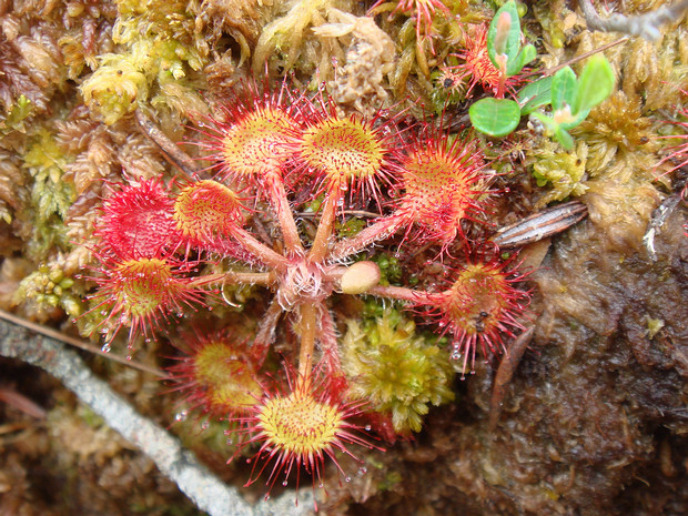 Росянковые - Droseraceae Droseraceae is a family of flowering plants. The family is also known as the sundew family. It is a small family of...