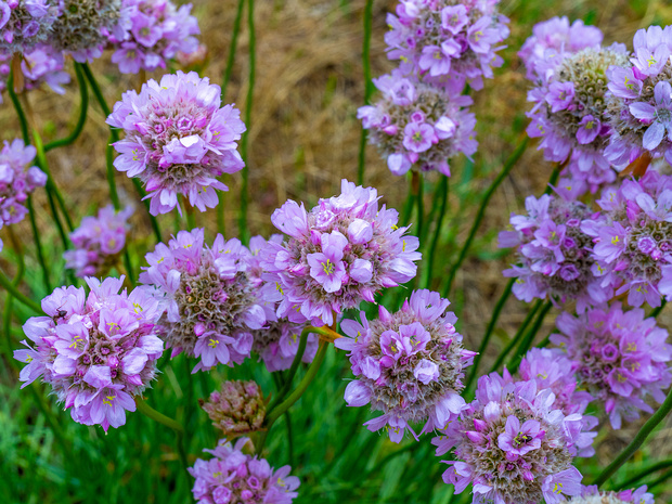 Свинчатковые - Plumbaginaceae Plumbaginaceae is a family of flowering plants, with a cosmopolitan distribution. The family is sometimes referred to as...