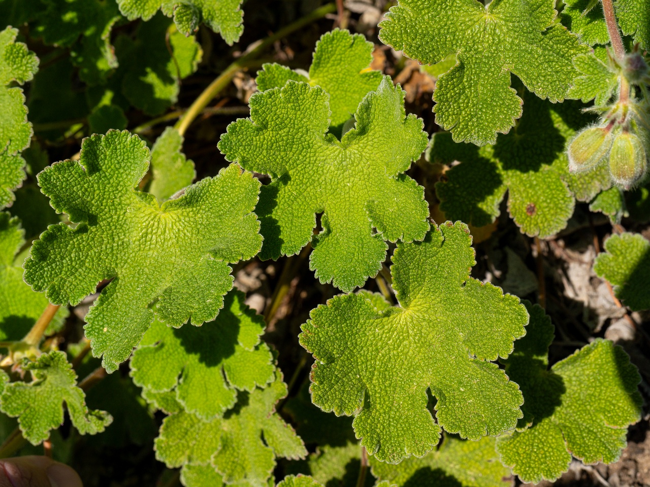 Geranium renardii _2025-06-01_1-3