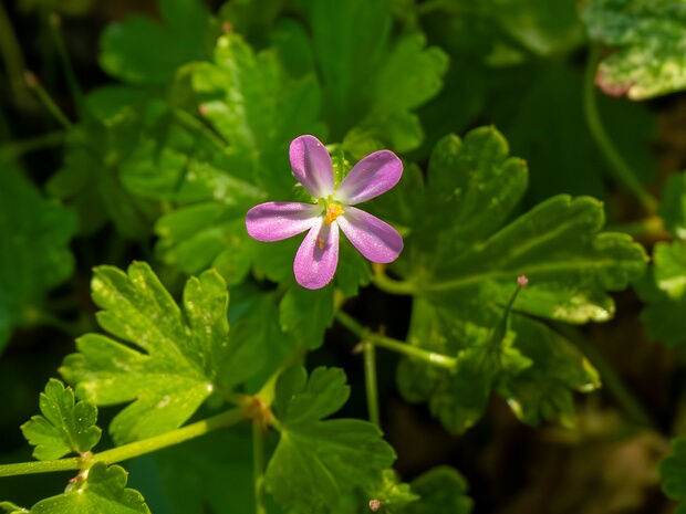 Герань блестящая - Geranium lucidum