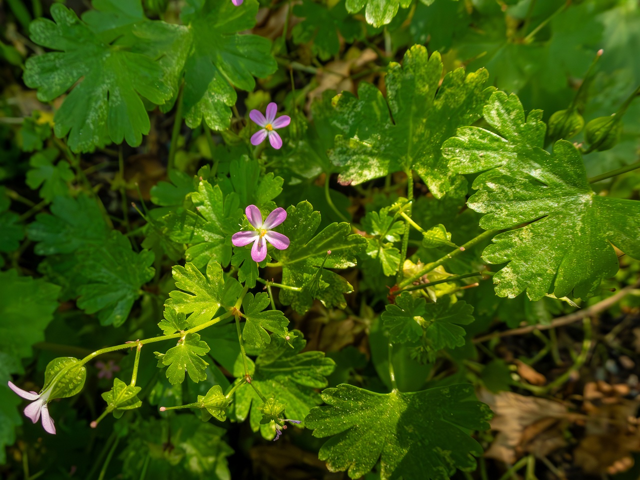 Geranium lucidum _2025-05-15_1-1